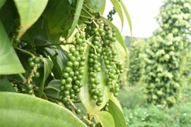 Vietnam se mantiene como mayor productor y exportador mundial de pimienta