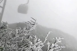 Escarcha aparece en la cima de Fansipan 