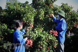 Facilitan la compra de comerciantes chinos de lichi en Bac Giang