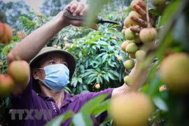 Grupo tailandés Central Retail inicia distribución de lichi vietnamita
