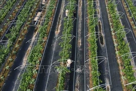 Hanoi promueve producción agrícola de alta tecnología
