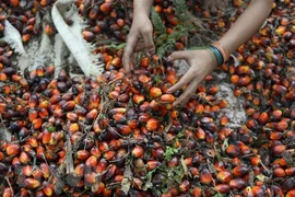 Indonesia extiende exención del impuesto a exportación de aceite de palma hasta finales de octubre