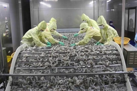 Vietnam por promover exportaciones camaroneras en medio de dificultades