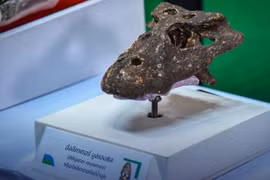 Tailandia revela el descubrimiento de antiguas especies de caimanes
