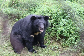 Localidad vietnamita desarrolla turismo asociado con conservación de osos