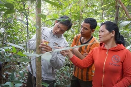 Necesita Indonesia gran fondo para reducción de emisiones forestales
