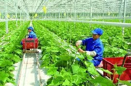 Vietnam impulsa construcción de zonas rurales inteligentes