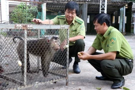 Fomentan Lao y Vietnam cooperación en protección de bosques