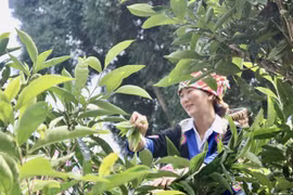 Efectúan en provincia vietnamita Festival del Té Shan Tuyet