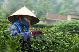 Valor de exportaciones de té de Vietnam a China se dispara