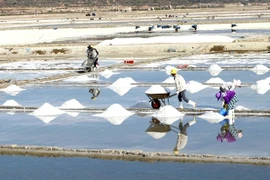 Recomiendan nuevas estrategias a Vietnam para desarrollo de la industria de sal