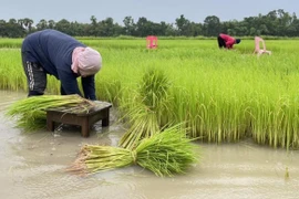Vaticina disminución de producción de arroz en Tailandia