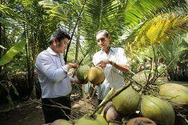 Vietnam prevé valor de exportación de mil millones de USD por exportaciones de coco
