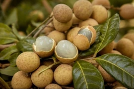 Mercado japonés registra alto consumo de longan vietnamita