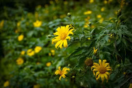 Girasoles silvestres tiñen de amarillo montañas del noroeste