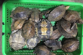 Condenan a prisión en Vietnam a dos personas por comercio ilícito de tortugas raras