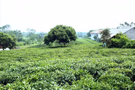 Té vietnamita se extiende al mercado mundial