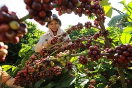 Exportaciones de café vietnamita se esperan aumentar en cosecha 2023-2024