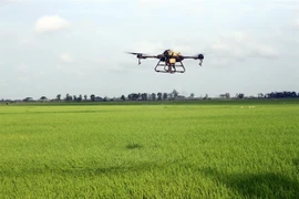 Proyecto agrícola financiado por BM beneficia a 29 mil hogares en provincia vietnamita
