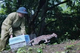 Vietnam por elevar responsabilidad empresarial en conservación de la vida silvestre