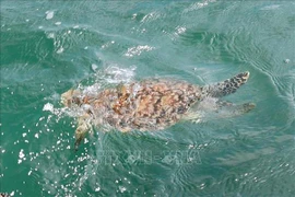 Liberan al hábitat natural valiosa especie de tortuga