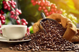 Exportaciones vietnamitas de café podrían alcanzar nuevo récord