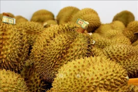 Exportación vietnamita de frutas y verduras rompe récord
