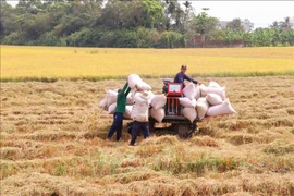 Exportaciones de arroz vietnamitas alcanzan cifras sin precedentes