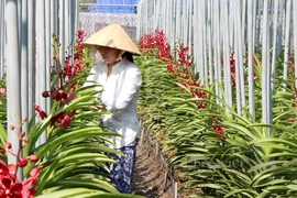 Ciudad Ho Chi Minh mejora capacidad de producción de flores y plantas ornamentales para exportación