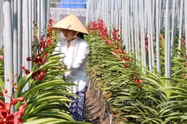 Ciudad Ho Chi Minh mejora capacidad de producción de flores y plantas ornamentales para exportación
