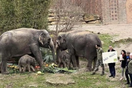 Bebé elefante Bao Ngoc: Un ícono de la amistad Vietnam-Alemania