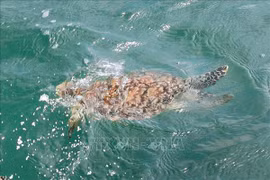 Liberan al hábitat natural valiosa especie de tortuga