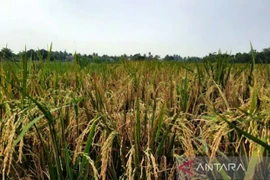 Gobierno indonesio recomienda mantener las importaciones de arroz