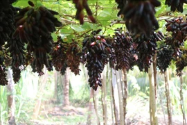 Vietnam: Festival de Uva y Vino se inaugurará el 16 de junio 
