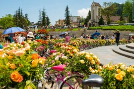 Sa Pa alberga mayor festival de rosas del Noroeste de Vietnam
