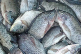 Indonesia aumenta la producción de tilapia para satisfacer la demanda mundial