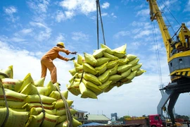 Diversifican mercado de exportación para el arroz vietnamita