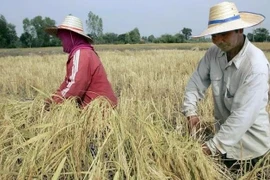 Tailandia eleva objetivo de exportación de arroz a 8,5 millones de toneladas en 2023