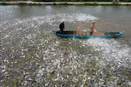 Producción prevista de bagre y pangasius de Vietnam en 2024 aumentará 2,8%