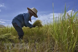 Gabinete tailandés aprueba la suspensión de deuda de agricultores