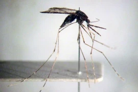 Vietnam se esfuerza por eliminar malaria para 2030