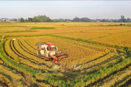 Ciudad Ho Chi Minh por construir una agricultura urbana sostenible