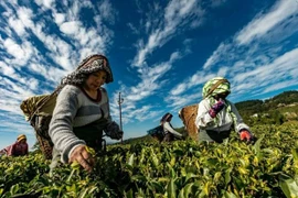 Malasia y Corea del Sur fortalecen cooperación en agricultura