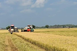 Aplican alta tecnología en desarrollo económico de fincas en provincia vietnamita