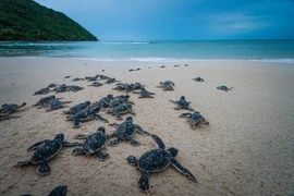 Nueva película vietnamita llama a proteger tortugas marinas