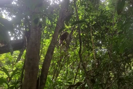 Provincias vietnamitas continúan esfuerzos por preservar animales salvajes