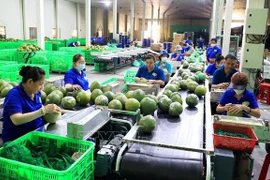 Exportaciones de hortalizas superarán mil millones de dólares para 2030