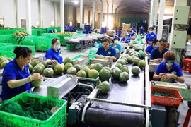 Exportaciones de hortalizas superarán mil millones de dólares para 2030
