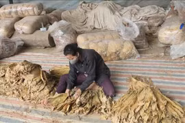 Vietnam: Cuota de importación de tabaco crudo se fija en casi 72 mil toneladas