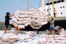 Alcanzan precios de arroz exportable de Vietnam nivel récord en 15 años 